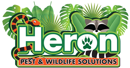 Heron Pest & Wildlife Solutions